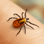 a close up of a tick